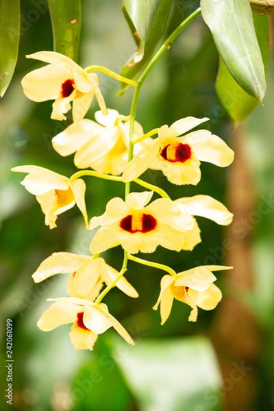 Obraz Orchid