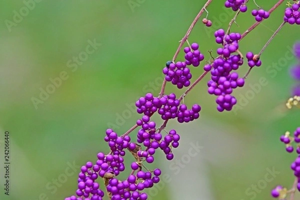 Fototapeta きれいに色づいたムラサキシキブ