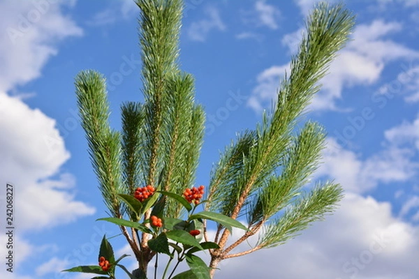 Obraz 若松、千両、正月飾り、門松、和素材、青空