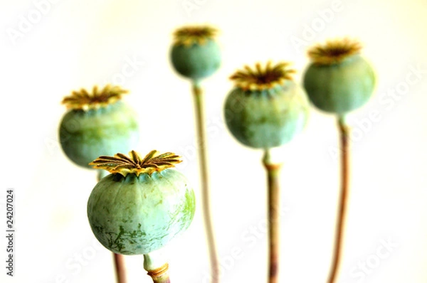 Obraz Poppy Capsules