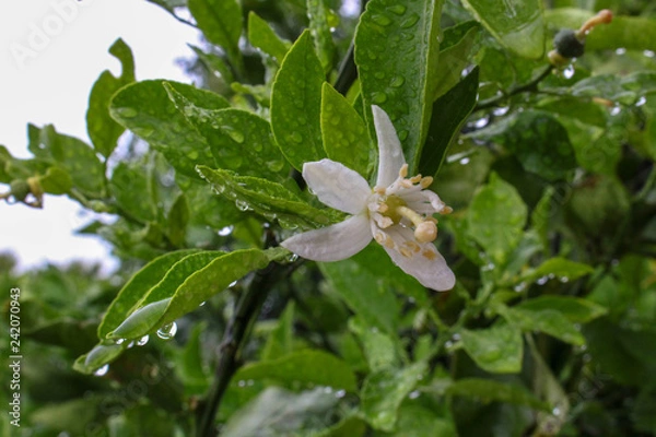 Obraz 濡れたミカンの花