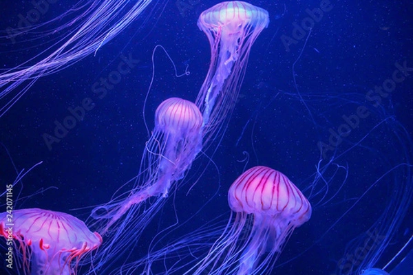 Obraz クラゲ