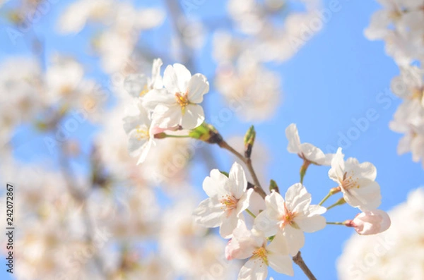 Fototapeta 青空と満開の桜