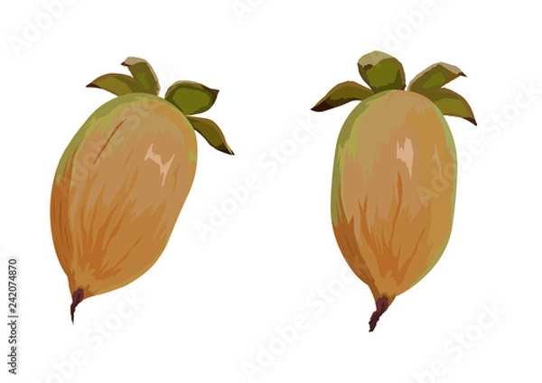 Obraz マタタビ03