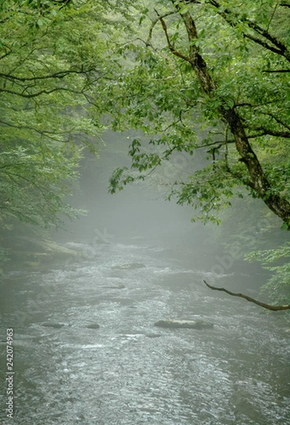 Obraz Mist on the river