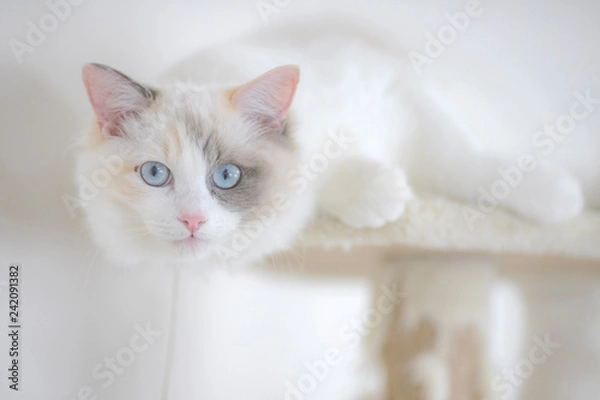 Fototapeta 猫 ラグドール