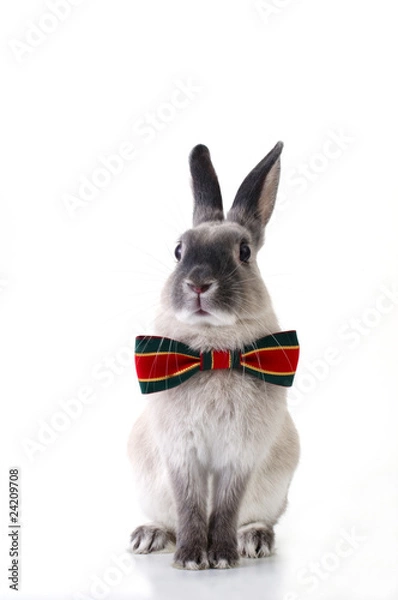 Fototapeta うさぎ