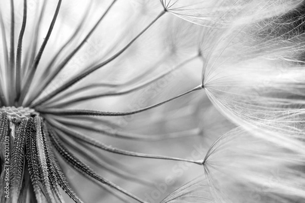 Fototapeta  macro photo of dandelion seeds with water drops