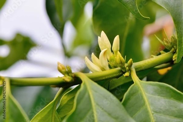 Obraz Red fruit white flower is on the coffee tree.