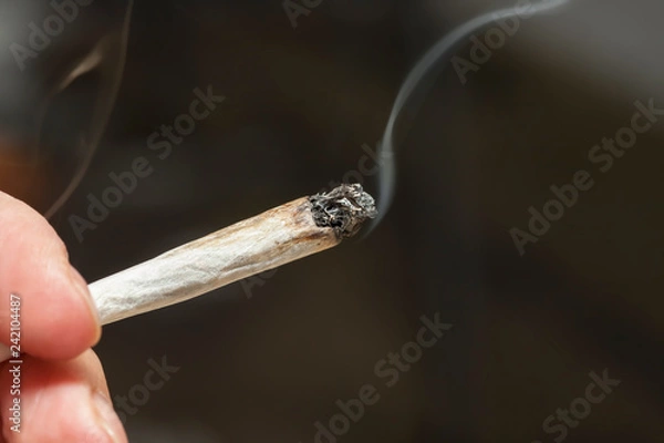 Obraz Hand holding a lit, smoking marijuana cigarette