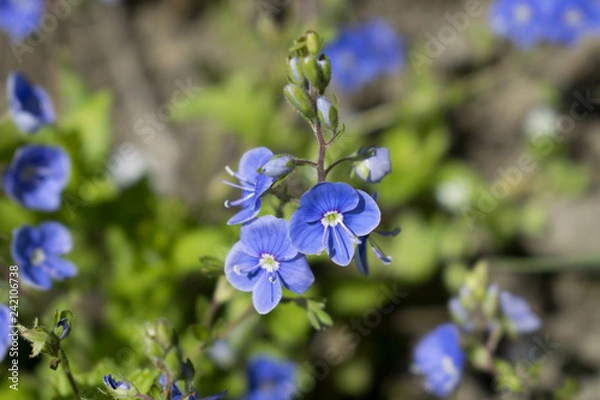 Obraz Germander speedwell - Veronica chamaedrys, blue flower, macro photography