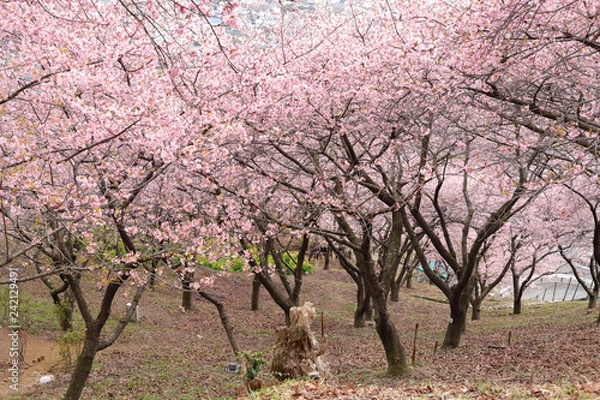 Fototapeta 河津桜