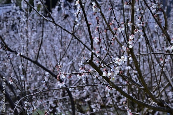 Fototapeta 梅の花