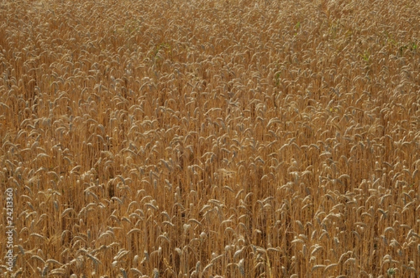 Obraz champs de blé