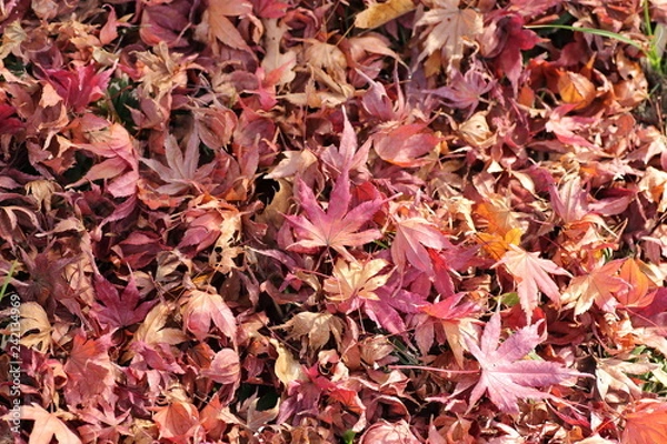 Fototapeta もみじ　落ち葉