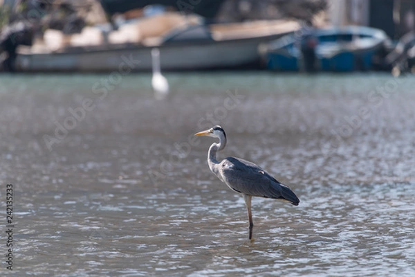 Fototapeta Gray heron.Wildlife in natural habitat