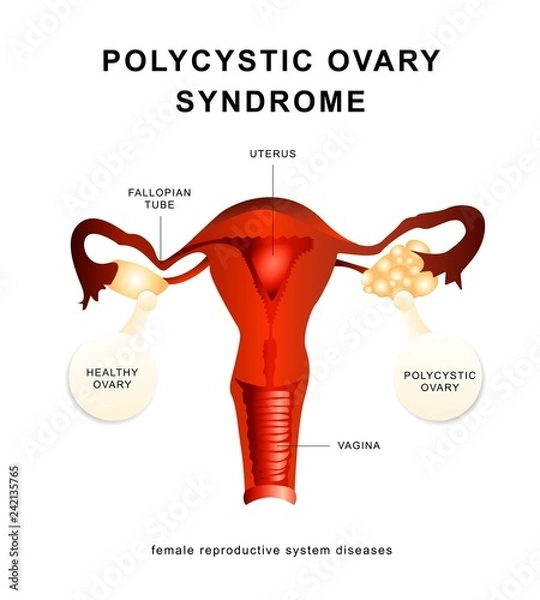 Obraz Female reprodactive system. Flat vector illustratin. EPS 10