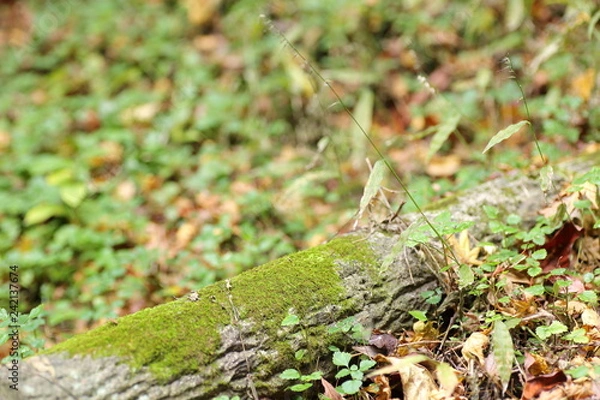 Fototapeta 木と苔
