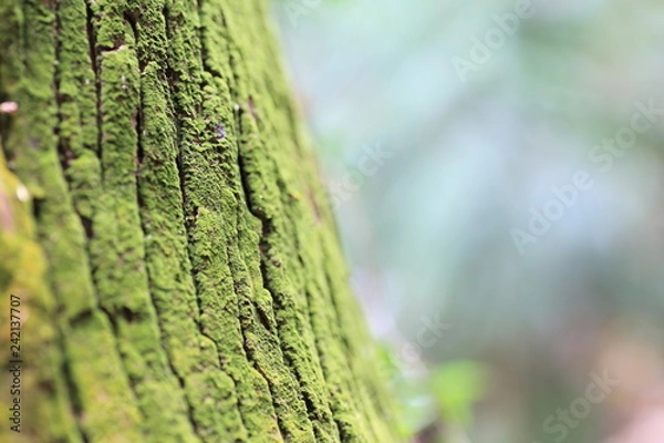 Fototapeta 木と苔