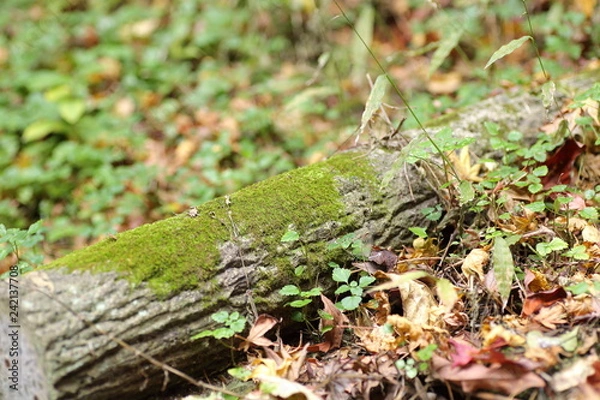 Fototapeta 木と苔