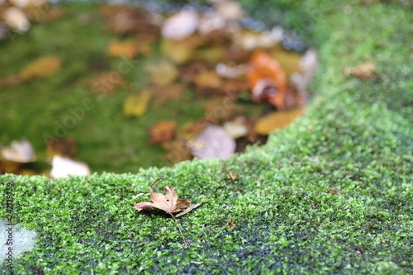 Fototapeta コケ