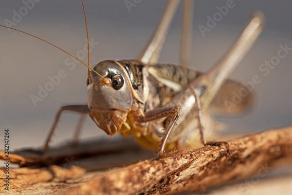 Fototapeta Criquet gris et roux aux yeux noirs. Sauterelle insecte volant sur une écorce de chêne liège.