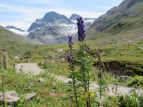 Obraz Blume vor Berg