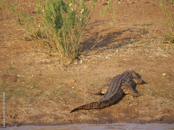 Obraz coccodrillo Africa