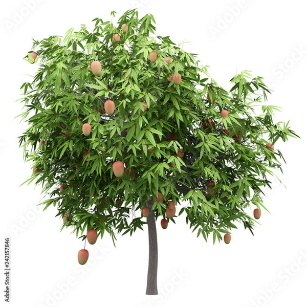 Obraz Drzewo mango z owocami mango na białym tle