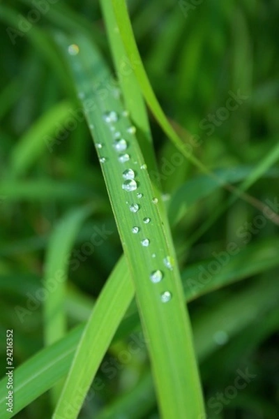 Fototapeta Regentropfen