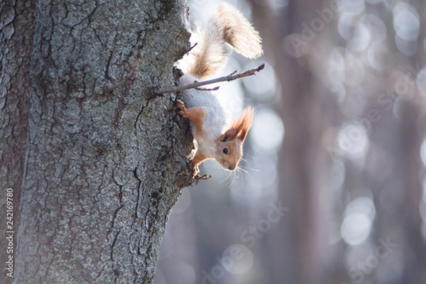 Obraz squirrel on tree