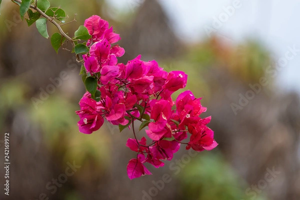 Fototapeta pink isolated flower