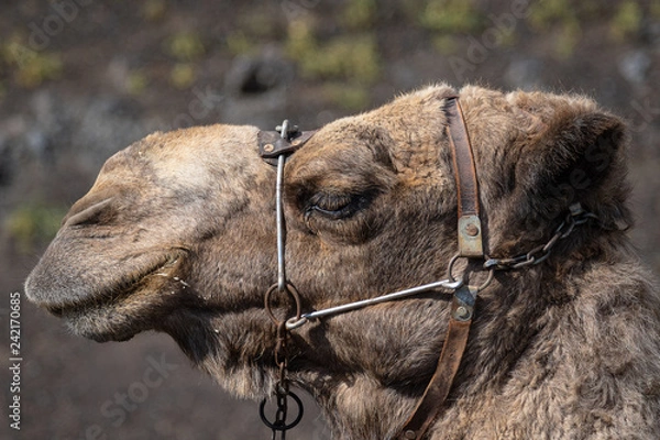 Fototapeta camel portrait