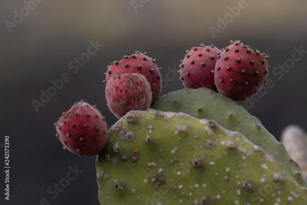 Fototapeta prickly pear cactus