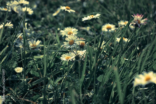Obraz Gänseblümchen