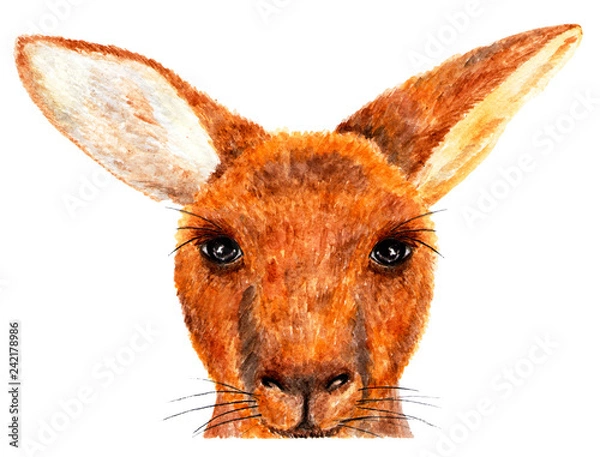 Fototapeta Kangur. Akwarela ilustracja.
Portret kangura. Ilustracja do projektowania, wystroju wnętrz. Świetnie wygląda na ubraniach.