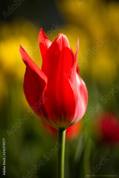 Obraz Тюльпан