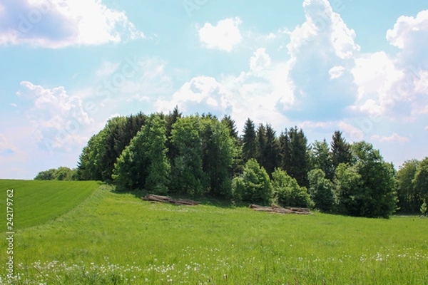 Obraz Kleiner Wald