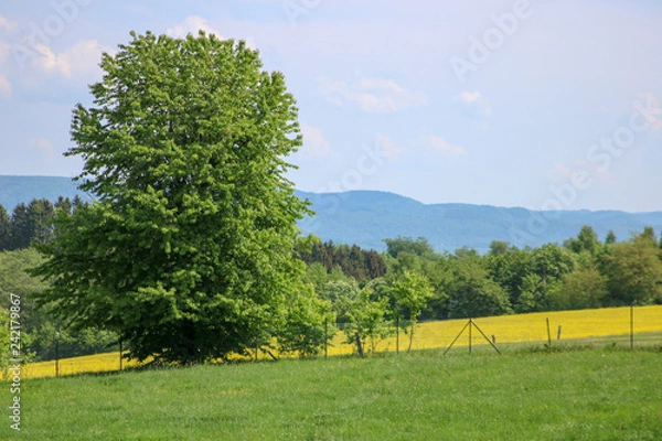 Obraz Rapsfeld hinter Bäumen