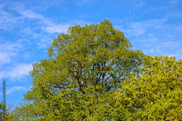 Obraz Stiefmütterchen