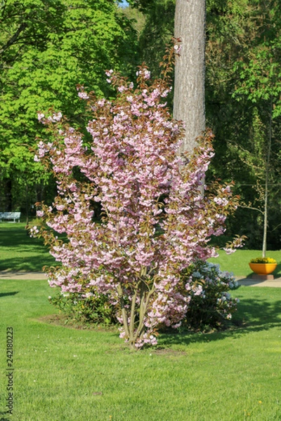 Obraz Rosa Buschtraum