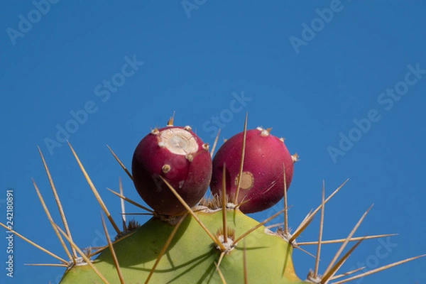 Fototapeta prickly pear cactus