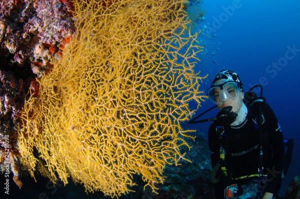Obraz Gorgonia with Diver