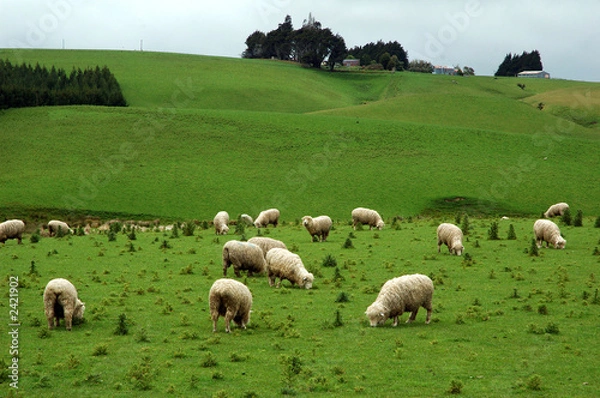 Obraz sheep