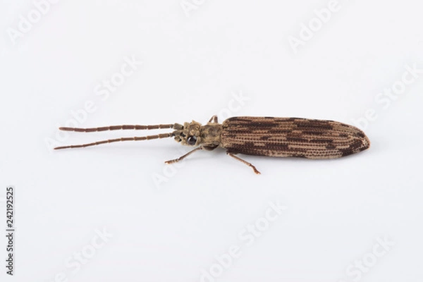 Obraz Reticulated Beetle - Side View