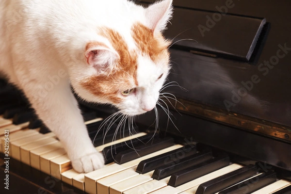 Fototapeta Cat on piano. White cat walking on piano keyboard