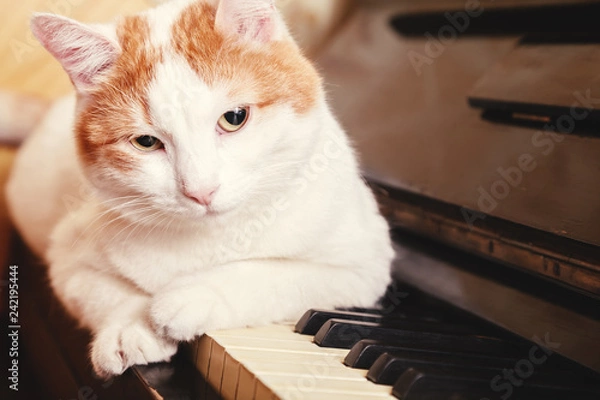 Fototapeta Cat on piano. White cat lying on the piano keyboard