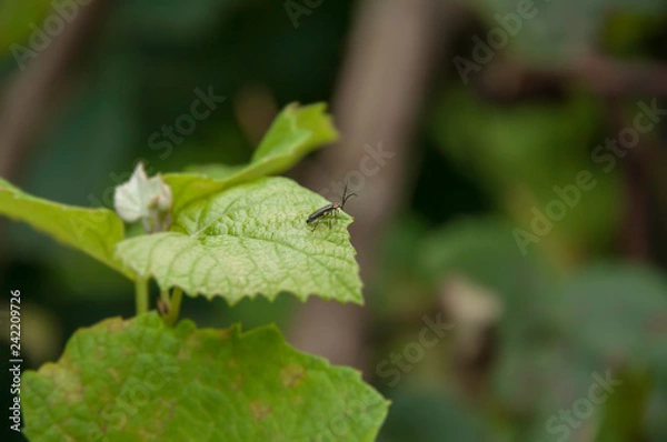 Fototapeta leaf with insect