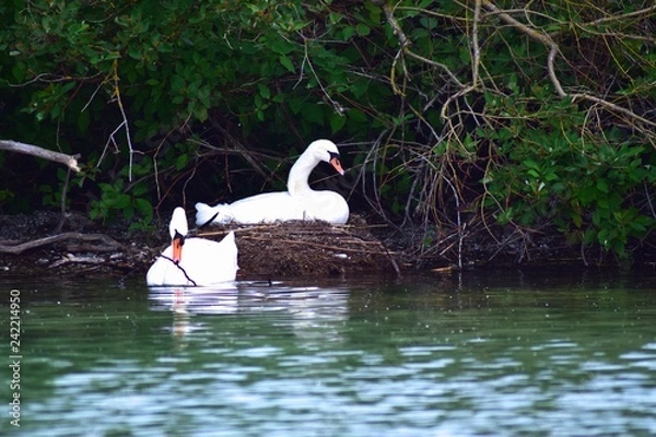 Obraz Schwäne beim Nestbau