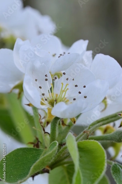 Fototapeta Apfelblüte